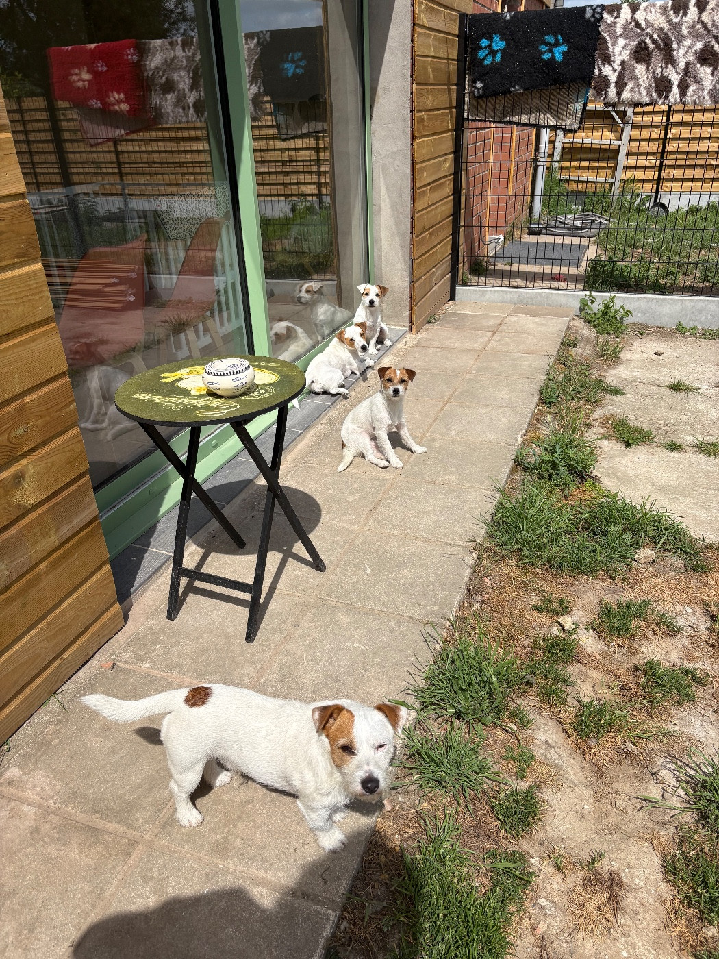 3 chiots disponibles