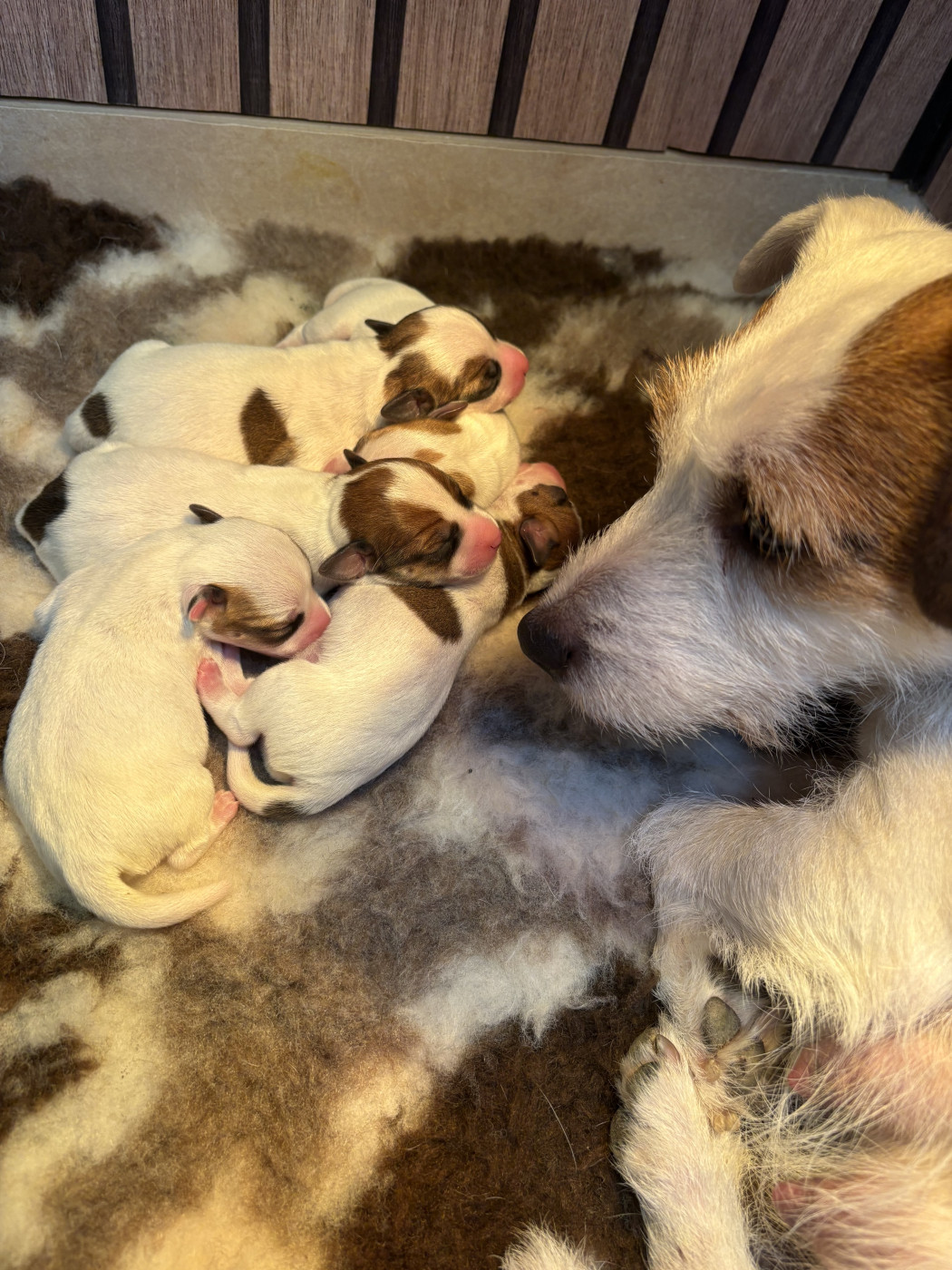 Chiot Jack Russell Terrier de la Botte de Lin