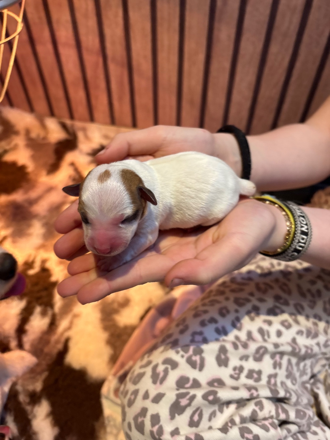 de la Botte de Lin - Chiots disponibles - Jack Russell Terrier