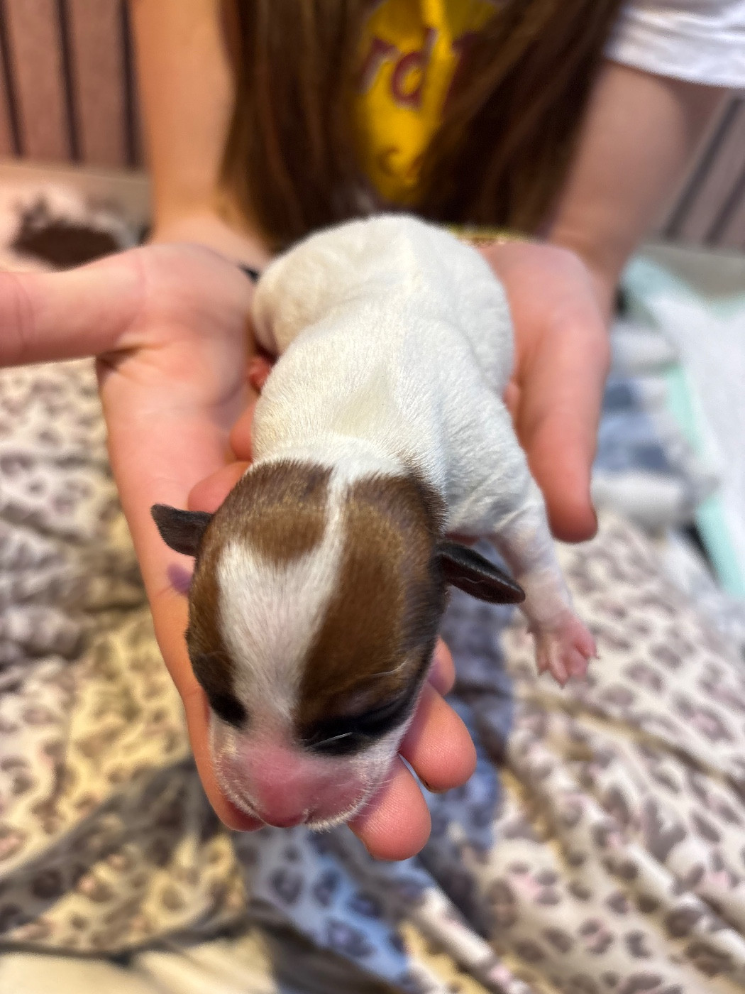 de la Botte de Lin - Chiots disponibles - Jack Russell Terrier