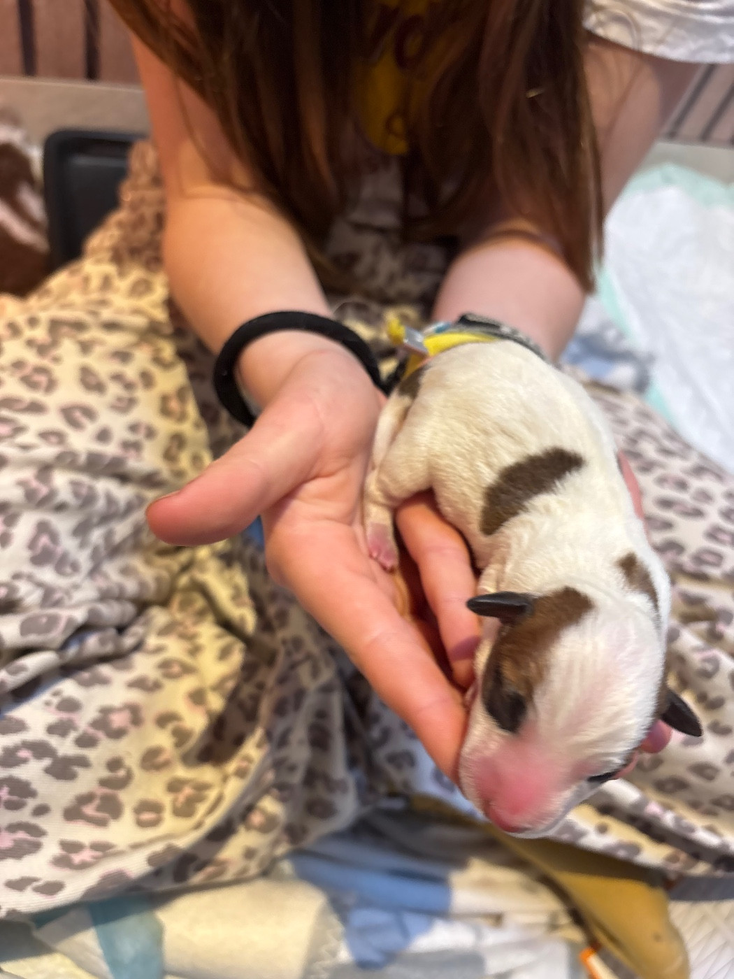 de la Botte de Lin - Chiots disponibles - Jack Russell Terrier