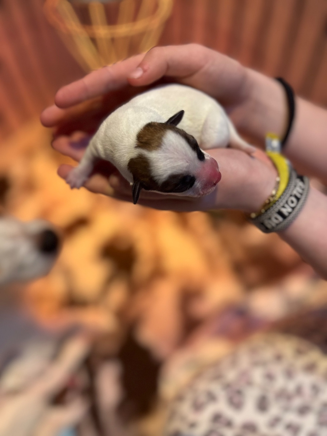 de la Botte de Lin - Chiots disponibles - Jack Russell Terrier