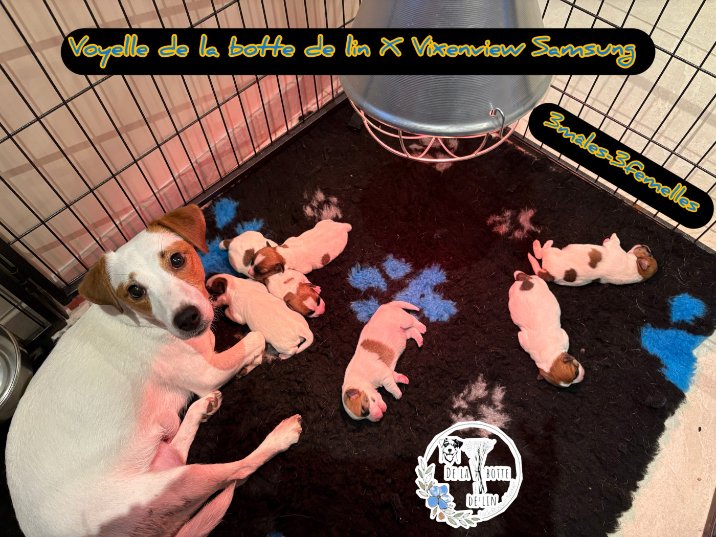 de la Botte de Lin - Jack Russell Terrier - Portée née le 15/03/2026