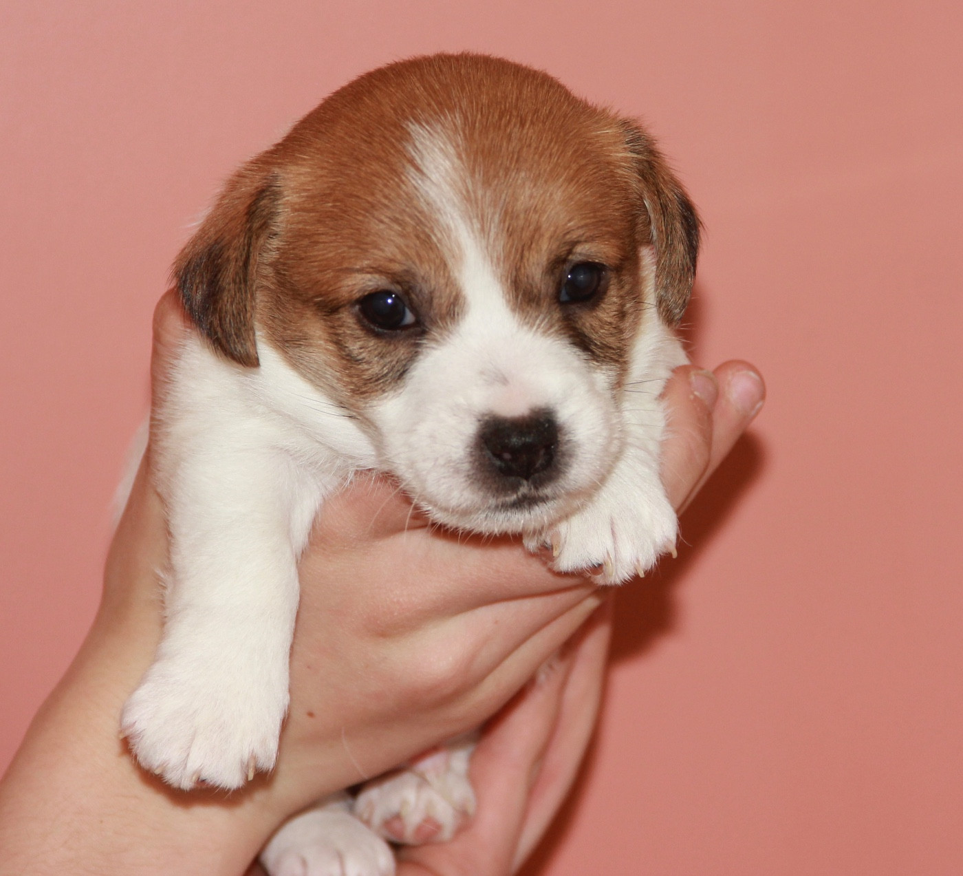 de la Botte de Lin - Chiots disponibles - Jack Russell Terrier
