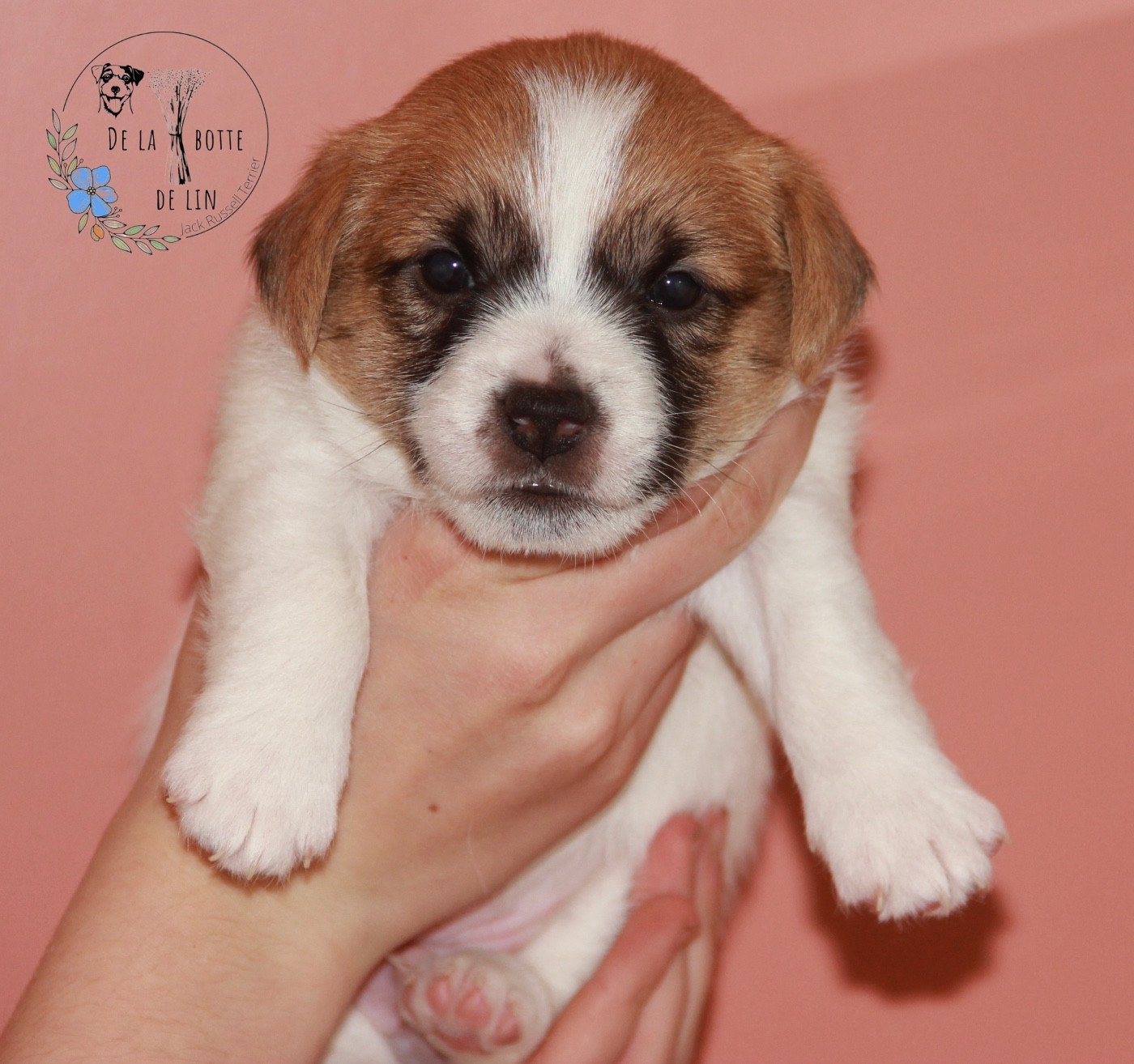 de la Botte de Lin - Chiots disponibles - Jack Russell Terrier