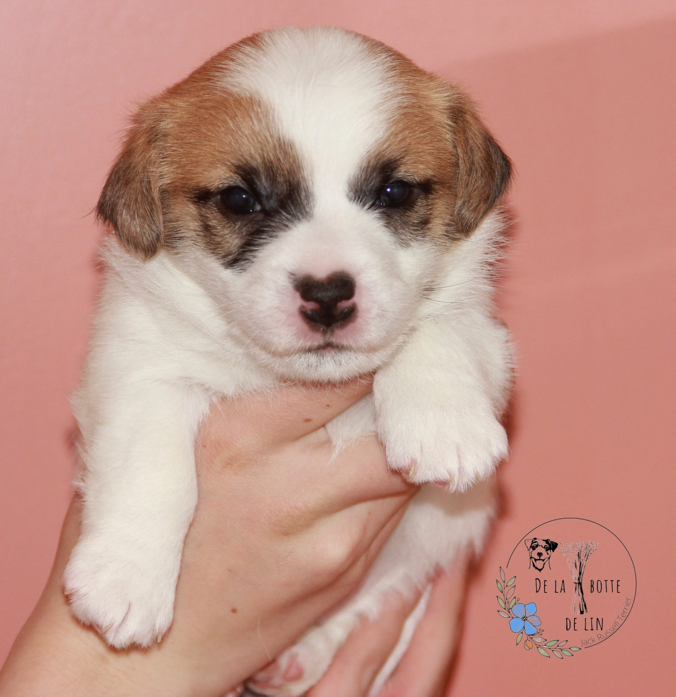 de la Botte de Lin - Chiots disponibles - Jack Russell Terrier