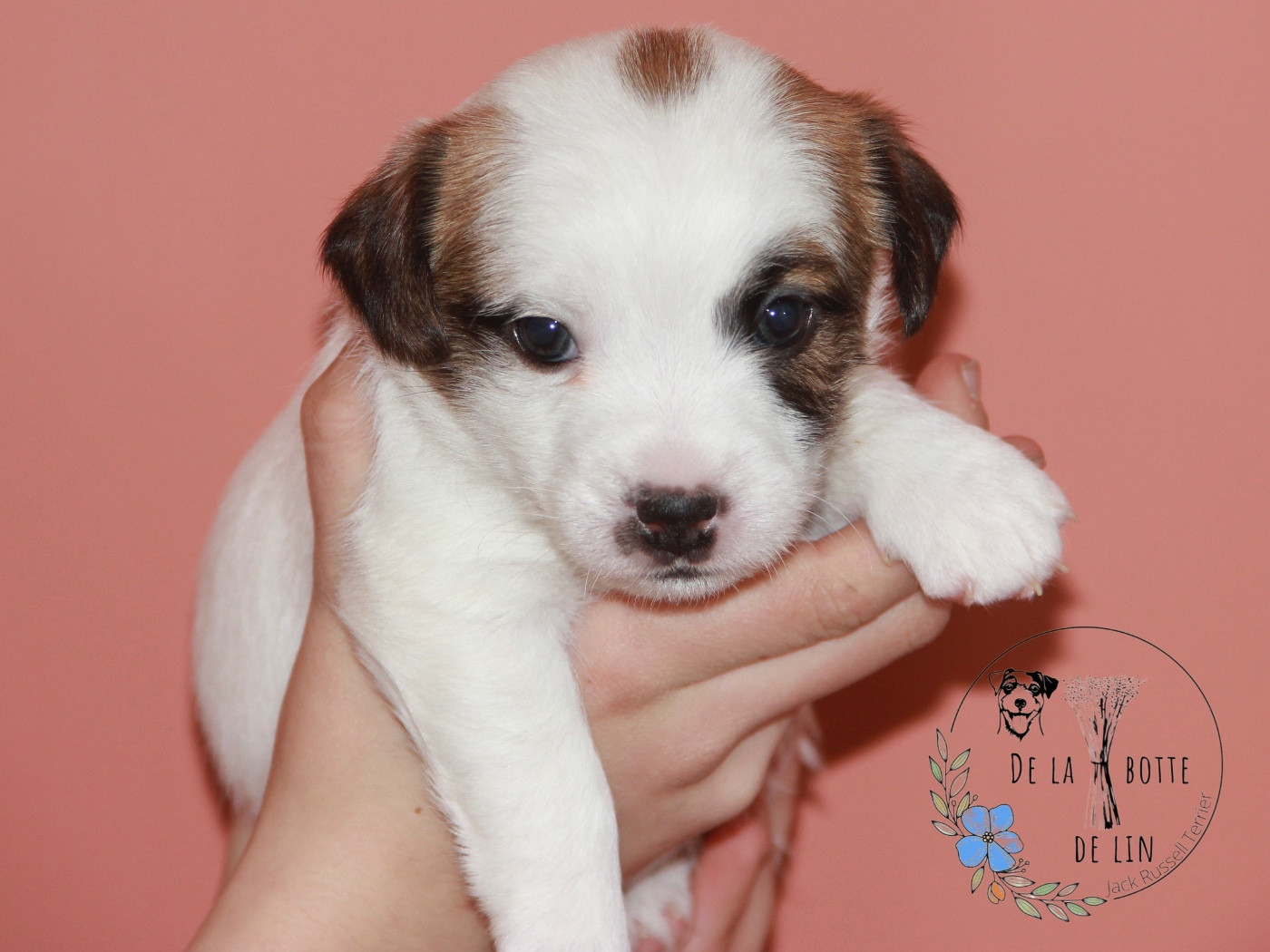 de la Botte de Lin - Chiots disponibles - Jack Russell Terrier