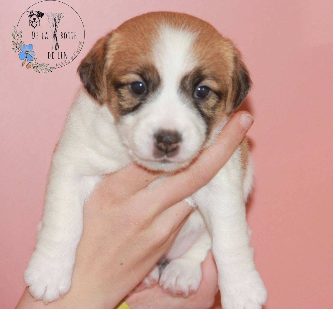 de la Botte de Lin - Chiots disponibles - Jack Russell Terrier