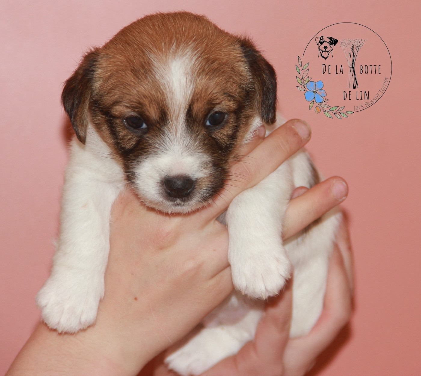 de la Botte de Lin - Chiots disponibles - Jack Russell Terrier
