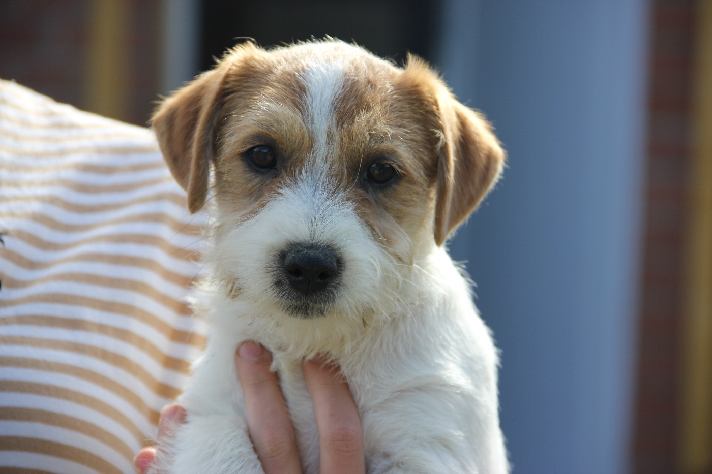 de la Botte de Lin - Chiots disponibles - Jack Russell Terrier