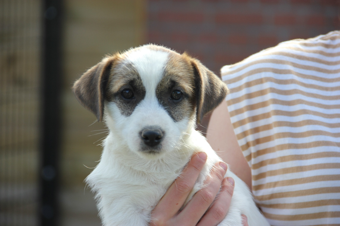 de la Botte de Lin - Chiots disponibles - Jack Russell Terrier
