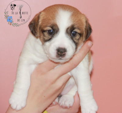Chiot N°5