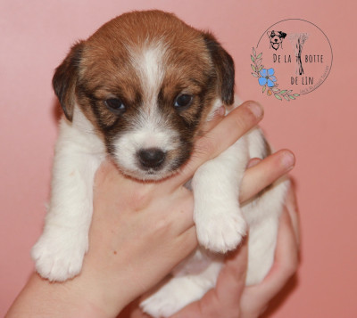 Chiot N°6